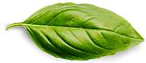 Bro´s Promos Basil Leaf